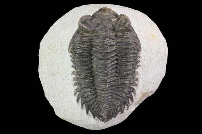 Bargain, Coltraneia - Bug Eyed Trilobite #67046